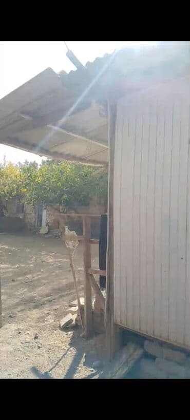 дома из газобетона: Satılır: həyət tipli taxta/konteyner ev - Vaqon 7x3 cili satlır 2000 — 3
