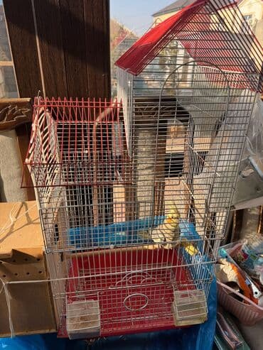 клетка для птиц: Nymph paraket (cockatiel) – quş qəfəsi ilə - Növ: Nymph paraket — 5