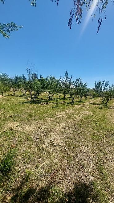 kurdexanida satilan evler: 19 sot, Tikinti, Mülkiyyətçi, Kupça (Çıxarış) — 6