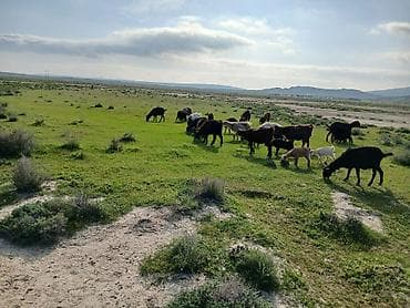 ucuz quslar: Qoyun-keçi sürüsü satılır - Təsvir: Açıq otlaqda saxlanılan qarışıq — 5