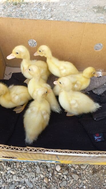 ördək balası və cücə: Dişi, Damazlıq, Pulsuz çatdırılma — 4