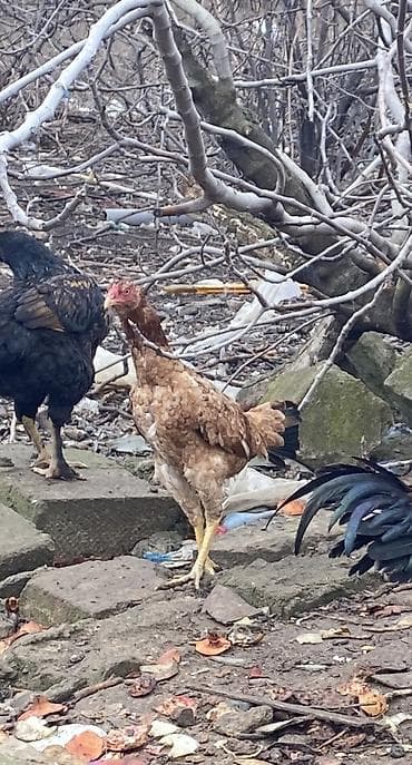 karella quş: Toyuq, Yumurtalıq — 4