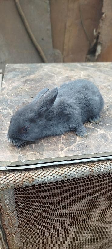 dekorativ dovşan: Satılır: dekorativ dovşan balaları - Növlər: müxtəlif rəngdə — 3