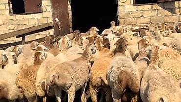 balaca it cinsi: Dişi, il: 1, Damazlıq, Pulsuz çatdırılma — 1