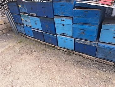 bakıda cücə satışı: Arıçılıq üçün taxta arılar evləri (künclü-çərçivəli tip). Mavi rəngdə — 2