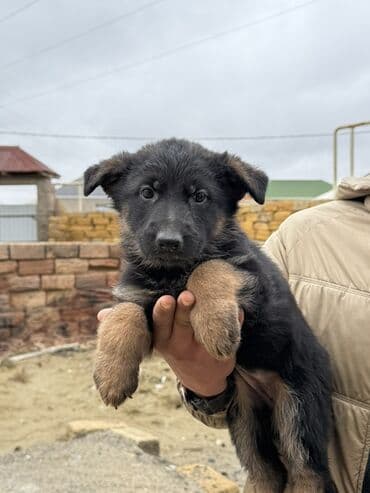 Alman çoban iti, 1 ay, Peyvəndli
