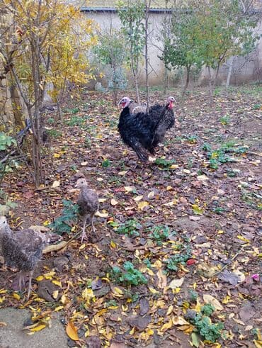 damaz: Erkək, Damazlıq — 2