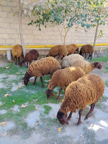 Quzu, Dişi, Qala, ay: 1, 30 kq, Damazlıq, Ünvandan götürmə