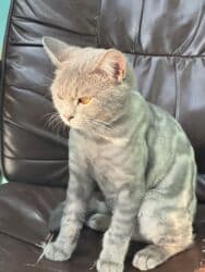 tükü olmayan pişik: Şotland, Erkək, Yaxşı əllərə, Ünvandan götürmə, Ödənişli çatdırılma, Rayonlara çatdırılma — 11