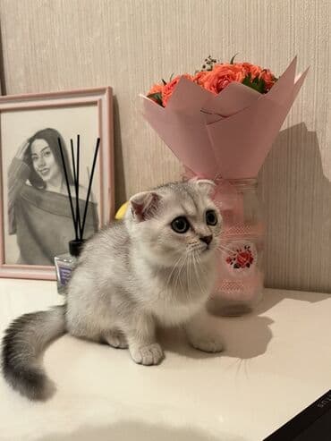 вислоухий кот цена: Шиншилла, Самка, В добрые руки, Бесплатная доставка — 1