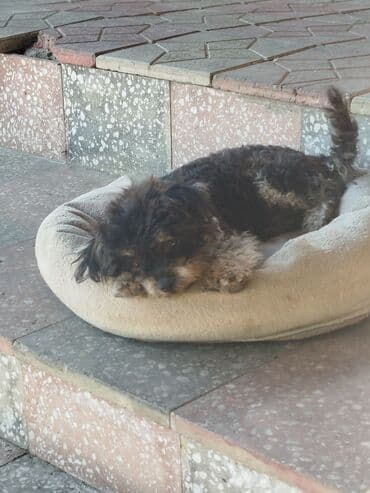 sort itler: Yorkşir teryer — 3