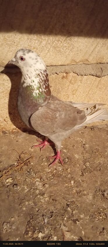 аквариум без рыб: Ağ rəngli dekorativ göyərçinlər - Tam ağ lələklər, bəzi fərdlərdə — 6