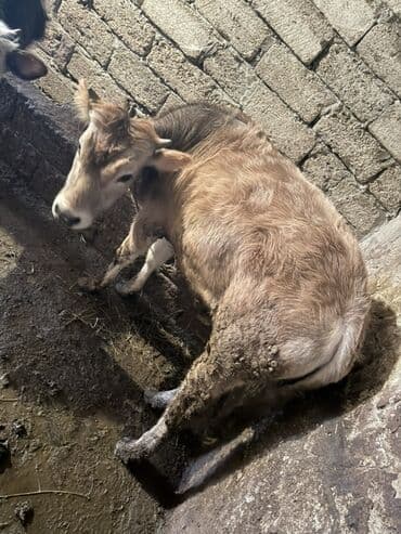 Erkek dana kesime yariyir. 90-100kq çəki arası əti var. Kim istəsə lalafo.az -da Erkek dana kesime yariyir. 90-100kq çəki arası əti var. Kim istəsə