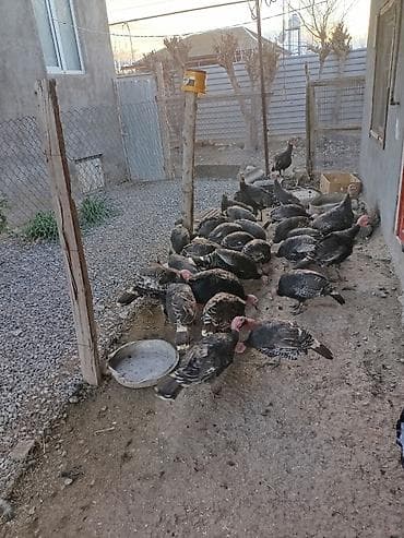 Hind toyuqları (pavlin hinduşkaları tipli, qara-ağ naxışlı lələklər) -