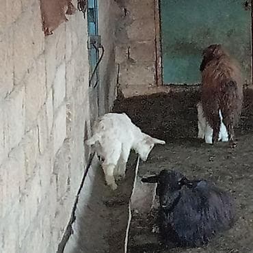 dişi keci: Dişi, il: 2, 25 kq, Damazlıq, Ödənişli çatdırılma — 2