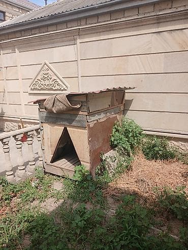 It həyətyanı sahə üçün böyük ölçülü it evi - Material: taxta karkas
