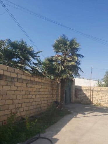 tatli un memulatlari gunesli: Razılaşma yolu ilə — 2