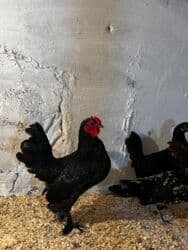 Inəklər, öküzlər: Toyuq, Yumurtalıq, Ünvandan götürmə — 2