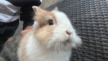 Akvariumlar: Satılır: İki sevimli karlik dovşan balası 🐇.Dişi dovşanımız ağ rəngdə — 6