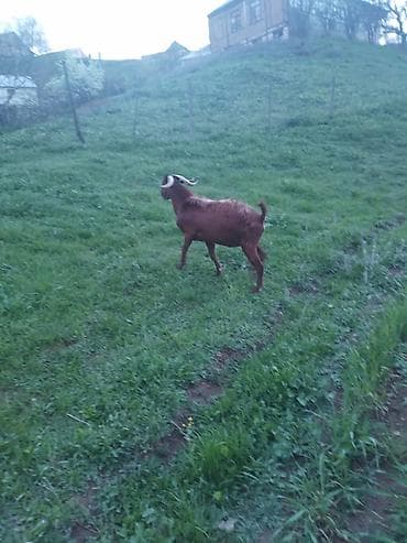 kənd toyuqlarının satışı: Məhsul: Təkə (2 baş) Təsvir: - Uzun tüklü, yarıdaraq qəhvəyi–sarı — 2