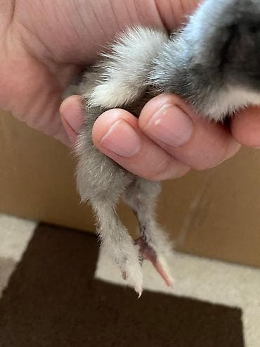 toyuq əti: Toyuq cücələri, Ətlik — 7