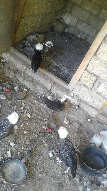 toyuq satışı: Satılır: Fizan toyuqlar.100 man. 4 ayliqdir,9 dene — 2