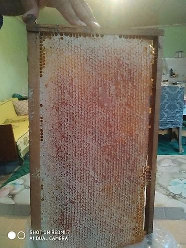 bal mumu: Arı pətəyi – mumlu bal çərçivəsi - Tam dolu, mum qapaqlı təbii pətək — 1