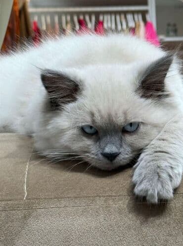 pişik sahiblendirme: Şinşilla, Erkək, Cütləşmə üçün — 2