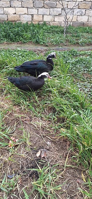 kuban ördek: 5- 6 aylıq Lal ördekler .bir fere bir xoruz çütü 65 manat — 3