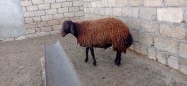 Inəklər, öküzlər: Erkək, Qala, il: 1, Damazlıq — 2