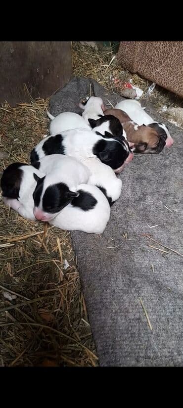 balaca itlərin qiyməti: Zvonok, 1 ay, Erkek, Ünvandan götürmə — 2