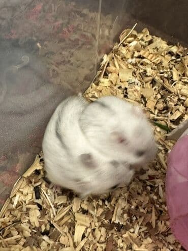 Digər avtomobillər: Cırtdan hamsterlər – Dwarf hamster balaları - Növ: Cırtdan — 6