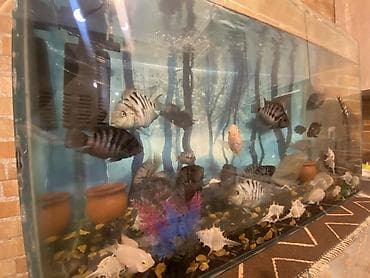 akvarium baliq bazari: Salam . Akvarium Və balıqlar bir yerdə satılır.100 manat. Çixlet — 9