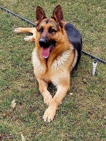 pitbull itleri: Alman çoban iti, Erkek — 2