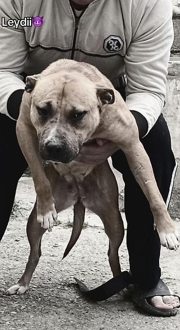 Pitbul, Dişi lalafo.az -da Pitbul, Dişi