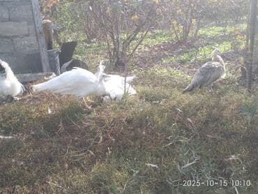 cins ineklerin qiymeti: Salam aleykum. Satışda bir cüt ağ, bir dənə qaraqanad dərəsi var — 12