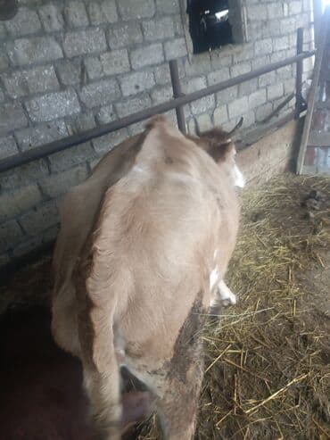 dovşan qiymətləri: Dişi, il: 1, 150 kq, Ətlik, Ünvandan götürmə — 3