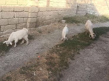 cepiş: Tam sağlam keçiləri Altında əkiz bala biri dişi bir erkeyi Heyvan — 2