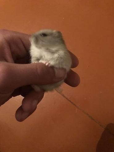клетки для хомяков: Cırtdan hamster – tüklü, boz-ağ rəng çalarını saxlayan, kiçik ölçülü — 3