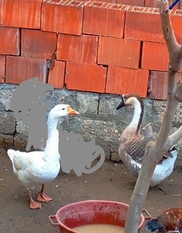 объявление котята в добрые руки: Mart ayı yumurtadan çıxan kuban və linda qazı satılır kuban Erkey — 3