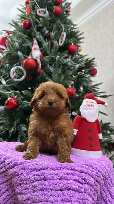 где купить собаку в баку: Пудель, 2 месяца, Самец, С прививками, Самовывоз — 5