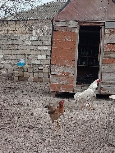 Гуси: Ağ rəngli xoruz – yerli həyətyanı təsərrüfatda yetişdirilib — 4