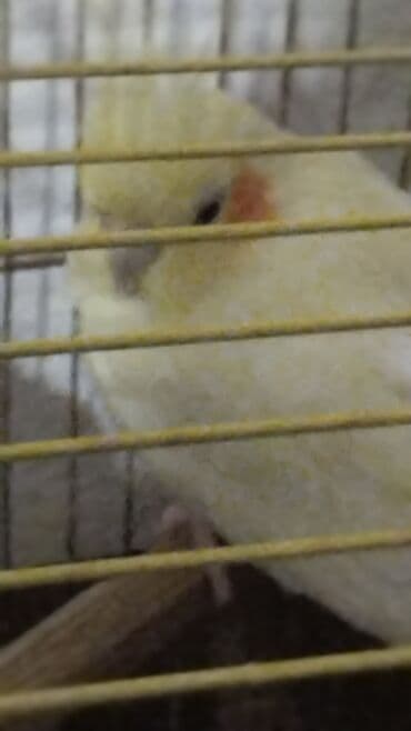 goyercin yuvasi: Məhsul: Sarı rəngli nimfa tutuquşuları (cockatiel) Təsvir: - Rəng — 1