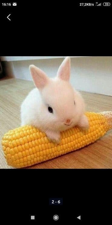 передержка кошек в баку: Yerli Bala Dovwanlar Biri 6 Manata Bakiye Catirilmanan Biri 10 Manata — 2