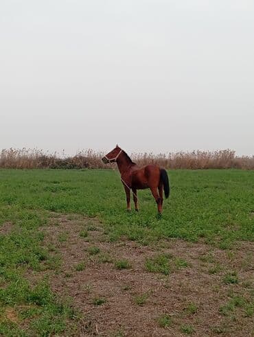 Volkswagen: Самец, лет: 7, Платная доставка — 3