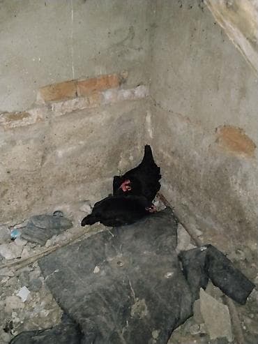 Kurt toyuq satılır 1 ədəd 13 manata lalafo.az -da Kurt toyuq satılır 1 ədəd 13 manata