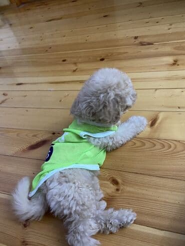 pitbul itleri: Pudel, 2 ay, Erkek, Peyvəndli, Ünvandan götürmə — 4