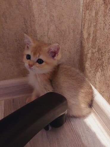 bala haski: Qızıl şinşilla, Erkək, Dişi, Ünvandan götürmə — 5