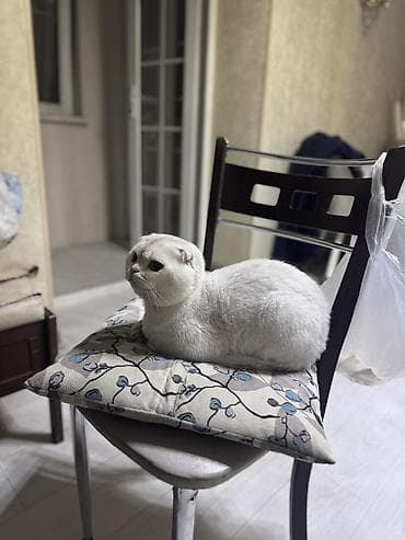 Рыбы: Шотладская вислоухая, Самец, Для вязки, Самовывоз — 5