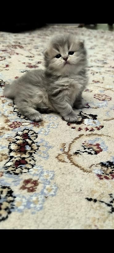 Tam sağlam uzuntüklü balalar saf Qandi. Ana ve ata şəkillərini ciddi